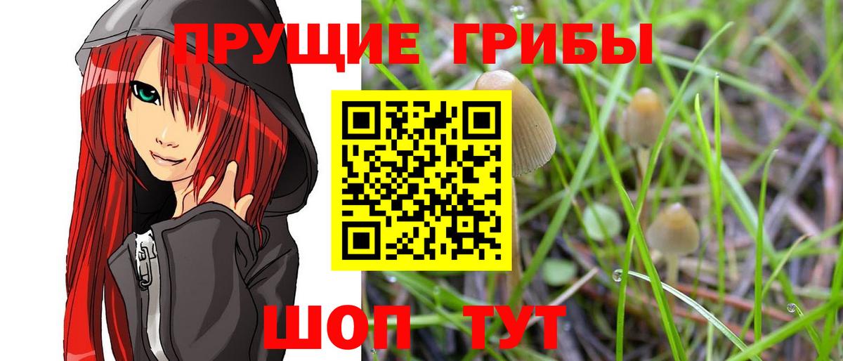 Псилоцибиновые грибы Cubensis  где продают   Псилоцибиновые грибы Psilocybine cubensis  Туапсе  Вход с VPN 